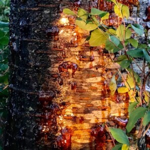 Shamanic breathwork workshop
